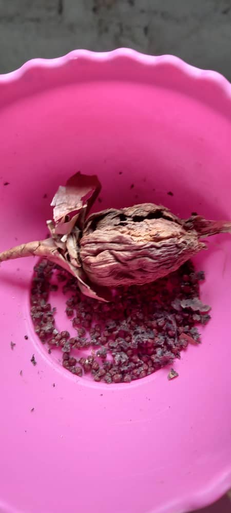 Les puissances des plantes